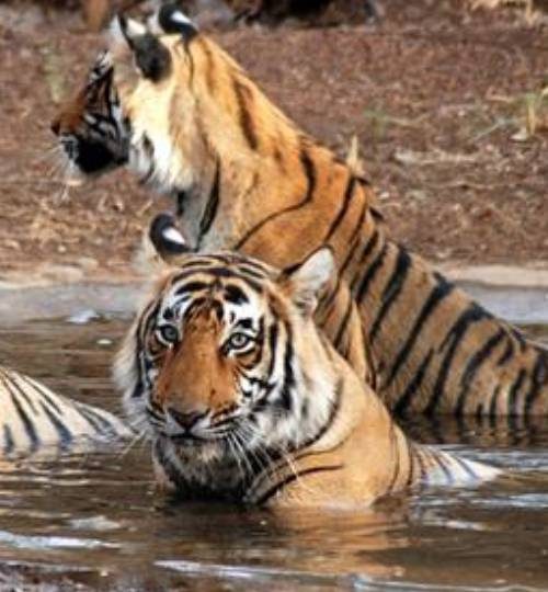 winter-sports-01 (4)